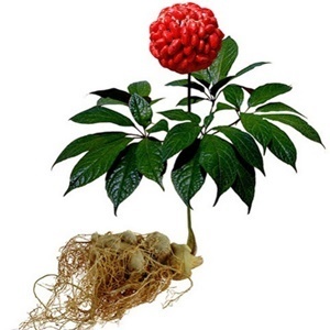 Ginseng ในค์ประกอบ